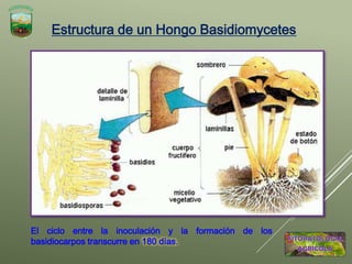 Estructura de un Hongo Basidiomycetes
El ciclo entre la inoculación y la formación de los
basidiocarpos transcurre en 180 días.
 