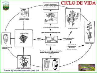 CICLO DE VIDA
 
