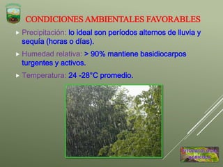 CONDICIONES AMBIENTALES FAVORABLES
 Precipitación: lo ideal son períodos alternos de lluvia y
sequía (horas o días).
 Humedad relativa: > 90% mantiene basidiocarpos
turgentes y activos.
 Temperatura: 24 -28°C promedio.
 