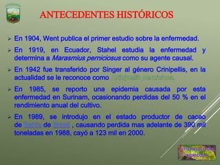 ANTECEDENTES HISTÓRICOS
 En 1904, Went publica el primer estudio sobre la enfermedad.
 En 1919, en Ecuador, Stahel estudia la enfermedad y
determina a Marasmius perniciosus como su agente causal.
 En 1942 fue transferido por Singer al género Crinipellis, en la
actualidad se le reconoce como
 En 1985, se reporto una epidemia causada por esta
enfermedad en Surinam, ocasionando perdidas del 50 % en el
rendimiento anual del cultivo.
 En 1989, se introdujo en el estado productor de cacao
de de , causando perdida mas adelante de 390 mil
toneladas en 1988, cayó a 123 mil en 2000.
 