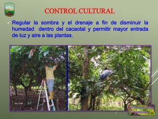 CONTROL CULTURAL
 Regular la sombra y el drenaje a fin de disminuir la
humedad dentro del cacaotal y permitir mayor entrada
de luz y aire a las plantas.
 