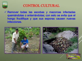  Remover todas las escobas y mazorcas infectadas
quemándolas o enterrándolas; con esto se evita que el
hongo fructifique y que sus esporas causen nuevas
infecciones.
CONTROL CULTURAL
 