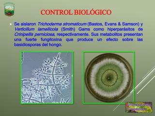CONTROL BIOLÓGICO
 Se aislaron Trichoderma stromaticum (Bastos, Evans & Samson) y
Verticillum lamellicola (Smith) Gams como hiperparásitos de
Crinipellis perniciosa, respectivamente. Sus metabolitos presentan
una fuerte fungitoxina que produce un efecto sobre las
basidiosporas del hongo.
 