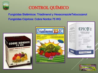 CONTROL QUÍMICO
Fungicidas Sistémicos: Triadimenol y HexaconazoleTebucozanol
Fungicidas Cúpricos: Cobre Nordox 75 WG
 