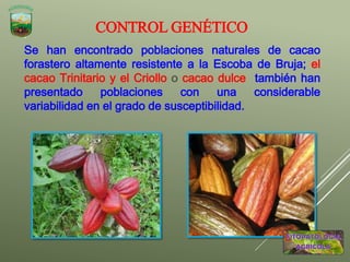 Se han encontrado poblaciones naturales de cacao
forastero altamente resistente a la Escoba de Bruja; el
cacao Trinitario y el Criollo o cacao dulce también han
presentado poblaciones con una considerable
variabilidad en el grado de susceptibilidad.
CONTROL GENÉTICO
 
