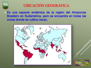  Es una especie endémica de la región del Amazonas
Brasilero en Sudamérica, pero se encuentra en todas las
zonas donde se cultiva cacao.
UBICACIÓN GEOGRÁFICA
 