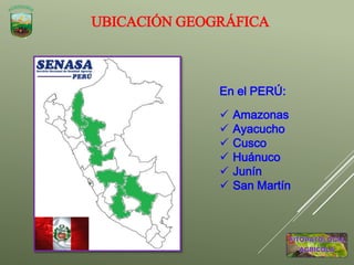 UBICACIÓN GEOGRÁFICA
En el PERÚ:
 Amazonas
 Ayacucho
 Cusco
 Huánuco
 Junín
 San Martín
 