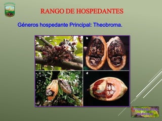 RANGO DE HOSPEDANTES
Géneros hospedante Principal: Theobroma.
 