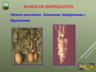 RANGO DE HOSPEDANTES
Géneros secundarios: Solanaceae, Malpighiaceae y
Bignoniaceae.
 