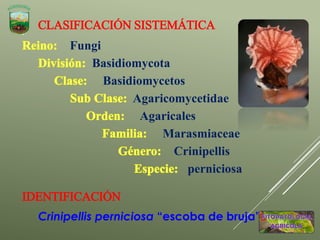 CLASIFICACIÓN SISTEMÁTICA
Fungi
Basidiomycota
Basidiomycetos
Agaricomycetidae
Agaricales
Marasmiaceae
Crinipellis
perniciosa
IDENTIFICACIÓN
Crinipellis perniciosa “escoba de bruja”
 