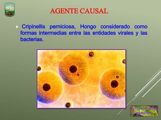 AGENTE CAUSAL
 Cripinellis perniciosa, Hongo considerado como
formas intermedias entre las entidades virales y las
bacterias.
 