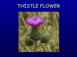 THISTLE FLOWER

 