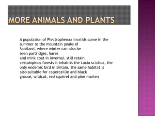 A population of Plectrophenax invalids come in the
summer to the mountain peaks of
Scotland, where winter can also be
seen partridges, hares
and mink coat in invernal. still retain
certainpinos forests it inhabits the Loxia sciatica, the
only endemic bird in Britain, the same habitat is
also suitable for capercaillie and black
grouse, wildcat, red squirrel and pine marten
 