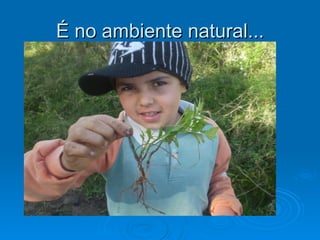 É no ambiente natural...
 