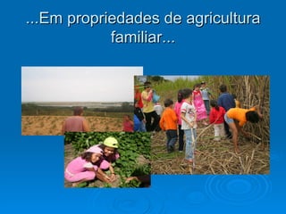 ...Em propriedades de agricultura
            familiar...
 