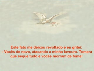 Este fato me deixou revoltado e eu gritei:  - Vocês de novo, atacando a minha lavoura. Tomara que seque tudo e vocês morram de fome!  