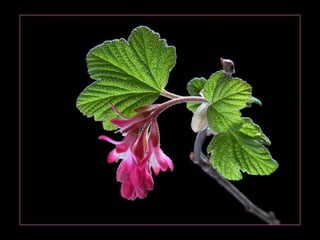 Escola 2   a palavra