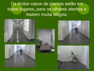 Os lindos vasos de plantas estão em todos lugares, para os olhares atentos e trazem muita alegria. 