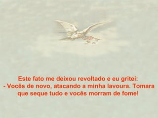 Este fato me deixou revoltado e eu gritei: 
- Vocês de novo, atacando a minha lavoura. Tomara 
que seque tudo e vocês morram de fome! 
 