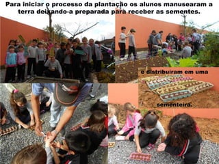 Para iniciar o processo da plantação os alunos manusearam a
terra deixando-a preparada para receber as sementes.

e distribuíram em uma

sementeira.

 