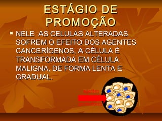 ESTÁGIO DEESTÁGIO DE
PROMOÇÃOPROMOÇÃO
 NELE AS CELULAS ALTERADASNELE AS CELULAS ALTERADAS
SOFREM O EFEITO DOS AGENTESSOFREM O EFEITO DOS AGENTES
CANCERÍGENOS, A CÉLULA ÉCANCERÍGENOS, A CÉLULA É
TRANSFORMADA EM CÉLULATRANSFORMADA EM CÉLULA
MALIGNA, DE FORMA LENTA EMALIGNA, DE FORMA LENTA E
GRADUAL.GRADUAL.
 