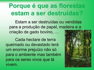 Porque é que as florestas estam a ser destruídas?		Estam a ser destruídas ou vendidas para a produção de papel, madeira e a criação de gado bovino, … 	Cada hectare de terra queimado ou devastado terá um enorme prejuízo não só para o ambiente mas também para os seres vivos que lá vivem.
