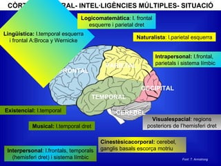 FRONTAL
TEMPORAL
PARIETAL
OCCIPITAL
CÒRTEX CEREBRAL- INTEL·LIGÈNCIES MÚLTIPLES- SITUACIÓ
Lingüística: l.temporal esquerra
i frontal A:Broca y Wernicke
Logicomatemàtica: l. frontal
esquerre i parietal dret
Musical: l.temporal dret
Cinestèsicacorporal: cerebel,
ganglis basals escorça motriu
Naturalista: l.parietal esquerra
Intrapersonal: l.frontal,
parietals i sistema límbic
Interpersonal: l.frontals, temporals
(hemisferi dret) i sistema límbic
Visualespacial: regions
posteriors de l’hemisferi dret
Existencial: l.temporal
Font: T. Armstrong
CEREBEL
 