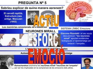 PREGUNTA Nº 5
Sabríeu explicar de quina manera aprenem?
SISTEMA LÍMBIC Emocions
El cervell reptilià.
Estructura més
antiga. MacLean
(1952)
Les memòries emocionals no s’esborren
NEURONES MIRALL
Giacomo Rizzolatti i el seu equip
descubreixen “les neurones
mirall” aportant evidències
biològiques a l’aprenentatge per
imitació i l’empatia.
Ramachandran anomena les neurones mirall “neurones de l’empatia”
per ser les implicades en la comprensió de les emocions dels altres.
Autoestimulació positiva = millor aprenentatge
L’emoció i la cognició treballen juntes
 