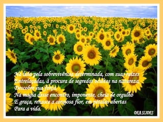 Na luta pela sobrevivência determinada, com suas raízes Entrelaçadas, à procura de segredos ocultos na natureza, Descobre sua força. Na magia desse encontro, imponente, cheia de orgulho  E graça, renasce a corajosa flor, em pétalas abertas Para a vida. DEA SLIDES 