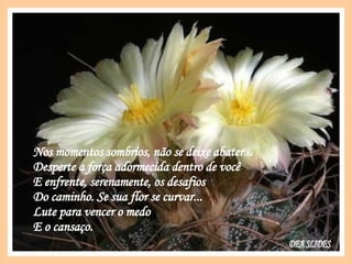 Nos momentos sombrios, não se deixe abater... Desperte a força adormecida dentro de você E enfrente, serenamente, os desafios Do caminho. Se sua flor se curvar... Lute para vencer o medo E o cansaço. DEA SLIDES 