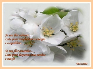 Se sua flor adoecer... Lute para restabelecer a energia  e o equilíbrio. Se sua flor amarelar... Lute para despertar seus sonhos e sua fé. DEA SLIDES 