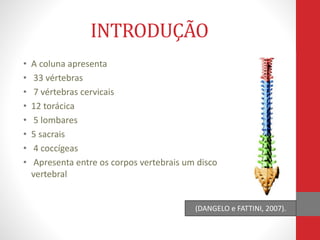 INTRODUÇÃO
• A coluna apresenta
• 33 vértebras
• 7 vértebras cervicais
• 12 torácica
• 5 lombares
• 5 sacrais
• 4 coccígeas
• Apresenta entre os corpos vertebrais um disco
vertebral
(DANGELO e FATTINI, 2007).
 
