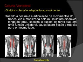 Coluna Vertebral
Cinética – Permite adaptação ao movimento.

Quando a coluna é a articulação de movimentos do
  tronco, ela é mobilizada pela musculatura dinâmica:
  longo do tórax, iliocostal e espinal do tórax que, em
  uma função unilateral, causa latero-flexão e rotação
  para o mesmo lado.




 Longo do     Iliocostal do    Iliocostal   Espinal do
  Tórax           Tórax         Lombar        Tórax
                        Fabio Mazzola
 