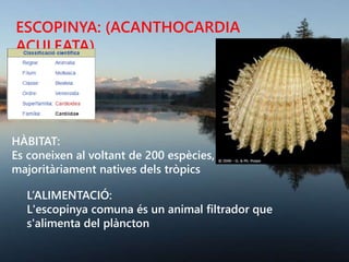 ESCOPINYA: (ACANTHOCARDIA
ACULEATA)
HÀBITAT:
Es coneixen al voltant de 200 espècies,
majoritàriament natives dels tròpics
L’ALIMENTACIÓ:
L'escopinya comuna és un animal filtrador que
s'alimenta del plàncton
 