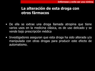De ella se extrae una droga llamada atropina que tiene varios usos en la medicina clásica, es de uso delicado y se vende bajo prescripción médica Investigadores aseguran que esta droga ha sido alterada y/o manipulada con otras drogas para producir este efecto de automatismo. La alteración de esta droga con otros fármacos 