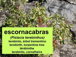 escornacabras
(Pistacia terebinthus)
terebinto, árbol trementino
terebinth, turpentine tree
térébinthe
terebinto, cornalheira
 