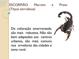 ESCORPIÃO Marrom e Preto
(Tityus serrulatus)
De coloração amarronzada,
são mais robustos. Não tão
bem adaptados aos centros
urbanos, são mais comuns
nos arredores das cidades e
zona rural.
 
