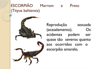 ESCORPIÃO Marrom e Preto
(Tityus bahiensis)
Reprodução sexuada
(acasalamento). Os
acidentes podem ser
quase tão severos quanto
aos ocorridos com o
escorpião amarelo.
 
