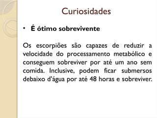 Curiosidades
• É ótimo sobrevivente
Os escorpiões são capazes de reduzir a
velocidade do processamento metabólico e
conseguem sobreviver por até um ano sem
comida. Inclusive, podem ficar submersos
debaixo d’água por até 48 horas e sobreviver.
 