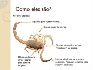 Como eles são?
Por cima (dorso):
Aguilhão para injetar veneno.
Quatro pares de pernas.
Um par de quelíceras que
“mastigam” as presas.
Um par de pinças para segurar
as presas. Possuem sensores para
sentir o ambiente.
Olhos medianos e
olhos laterais
(não definem
imagens).
 