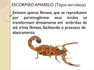 ESCORPIÃO AMARELO (Tityus serrulatus)
Existem apenas fêmeas, que se reproduzem
por partenogênese: seus óvulos se
transformam diretamente em embriões de
até trinta fêmeas, facilitando o processo de
alastramento.
 