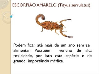 ESCORPIÃO AMARELO (Tityus serrulatus)
Podem ficar até mais de um ano sem se
alimentar. Possuem veneno de alta
toxicidade, por isto esta espécie é de
grande importância médica.
 
