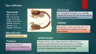 Tiyus clathratus
Taxonomía
Reino: animal
Filo: arthropoda
Clase: Arachnida
Orden: scorpiones
Familia: Buthidae
Genero: Tiyus
Especie: Clathratus
Es un pequeño escorpión, con una talla
máxima de 43 mm (37 a 42 mm los machos
y 35 a 40 mm las hembra.
Morfología
Mortal su veneno es
extremadamente peligroso y
toxico
Habitad
Temperatura media anual de 24,5 o C y
una clasificación climática de bosque
seco tropical.
Reproducción
Habitual de escorpión
Picadura Mérida, Falcón, Sucre, Nueva Esparta y Delta Amacuro,
resaltando particularmente esta especie por su constante
presencia dentro de las casas en la ciudad de Cabudare,
municipio Palavecino del estado Lara, Venezuela.
Epidemiología
 