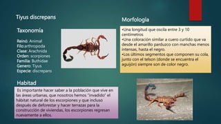 Tiyus discrepans
Taxonomía
Reinó: Animal
Filo:arthropoda
Clase: Arachnida
Orden: scorpiones
Familia: Buthidae
Genero: Tiyus
Especie: discrepans
Morfología
•Una longitud que oscila entre 3 y 10
centímetros
•Una coloración similar a cuero curtido que va
desde el amarillo parduzco con manchas menos
intensas, hasta el negro.
•Los últimos segmentos que componen su cola,
junto con el telson (donde se encuentra el
aguijón) siempre son de color negro.
Es importante hacer saber a la población que vive en
las áreas urbanas, que nosotros hemos “invadido” el
hábitat natural de los escorpiones y que incluso
después de deforestar y hacer terrazas para la
construcción de viviendas, los escorpiones regresan
nuevamente a ellos.
Habitad
 