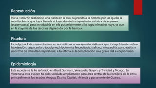 Reproducción
Inicia el macho realizando una danza en la cual sujetando a la hembra por las quelas la
moviliza hasta que logra llevarla al lugar donde ha depositado su bolsa de esperma
(espermateca) para introducirla en ella posteriormente si lo logra el macho huye, ya que
en la mayoría de los casos es depredado por la hembra.
Picadura
Es peligrosa Este veneno induce en sus víctimas una respuesta sistémica que incluye hipertensión o
hipotensión, taquicardia o taquipnea, hipotermia, leucocitosis, sialismo, miocarditis, pancreatitis y
síndrome de dificultad respiratoria; esta última es la complicación más grave del escorpionismo.
Epidemiología
Esta especie se le ha señalado en Brasil, Surinam, Venezuela, Guyana y Trinidad y Tobago. En
Venezuela esta especie ha sido señalada ampliamente para área central de la cordillera de la costa
principalmente los estados Aragua, Distrito Capital, Miranda y parte norte de Guárico.
 