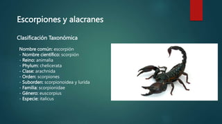 Escorpiones y alacranes
Nombre común: escorpión
- Nombre científico: scorpión
- Reino: animalia
- Phylum: chelicerata
- Clase: arachnida
- Orden: scorpiones
- Suborden: scorpionoidea y lurida
- Familia: scorpionidae
- Género: euscorpius
- Especie: italicus
Clasificación Taxonómica
 