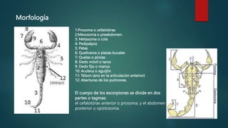 Morfología
1:Prosoma o cefalotórax
2:Mesosoma o preabdomen
3: Metasoma o cola
4: Pedipalpos
5: Patas
6: Quelíceros o piezas bucales
7: Quelas o pinzas
8: Dedo móvil o tarso
9: Dedo fijo o manus
10: Aculeus o aguijón
11: Telson (ano en la articulación anterior)
12: Aberturas de los pulmones.
El cuerpo de los escorpiones se divide en dos
partes o tagmas:
el cefalotórax anterior o prosoma, y el abdomen
posterior u opistosoma.
 