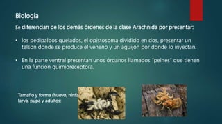 Biología
Se diferencian de los demás órdenes de la clase Arachnida por presentar:
• los pedipalpos quelados, el opistosoma dividido en dos, presentar un
telson donde se produce el veneno y un aguijón por donde lo inyectan.
• En la parte ventral presentan unos órganos llamados “peines” que tienen
una función quimioreceptora.
Tamaño y forma (huevo, ninfa,
larva, pupa y adultos:
 