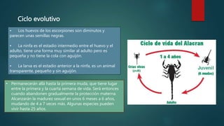 Ciclo evolutivo
• Los huevos de los escorpiones son diminutos y
parecen unas semillas negras.
• La ninfa es el estadio intermedio entre el huevo y el
adulto, tiene una forma muy similar al adulto pero es
pequeña y no tiene la cola con aguijón.
• La larva es el estadio anterior a la ninfa, es un animal
transparente, pequeño y sin aguijón.
• Permanecerán allá hasta la primera muda, que tiene lugar
entre la primera y la cuarta semana de vida. Será entonces
cuando abandonen gradualmente la protección materna.
Alcanzarán la madurez sexual en unos 6 meses a 6 años,
mudando de 4 a 7 veces más. Algunas especies pueden
vivir hasta 25 años.
 