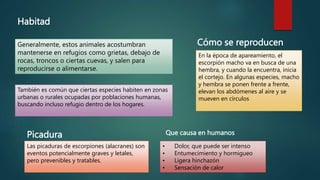 Habitad
Generalmente, estos animales acostumbran
mantenerse en refugios como grietas, debajo de
rocas, troncos o ciertas cuevas, y salen para
reproducirse o alimentarse.
También es común que ciertas especies habiten en zonas
urbanas o rurales ocupadas por poblaciones humanas,
buscando incluso refugio dentro de los hogares.
Cómo se reproducen
En la época de apareamiento, el
escorpión macho va en busca de una
hembra, y cuando la encuentra, inicia
el cortejo. En algunas especies, macho
y hembra se ponen frente a frente,
elevan los abdómenes al aire y se
mueven en círculos
Picadura
Las picaduras de escorpiones (alacranes) son
eventos potencialmente graves y letales,
pero prevenibles y tratables.
Que causa en humanos
• Dolor, que puede ser intenso
• Entumecimiento y hormigueo
• Ligera hinchazón
• Sensación de calor
 